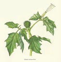 NP-datu-stram.jpg