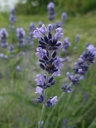 Lavendel