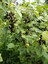 Solbær