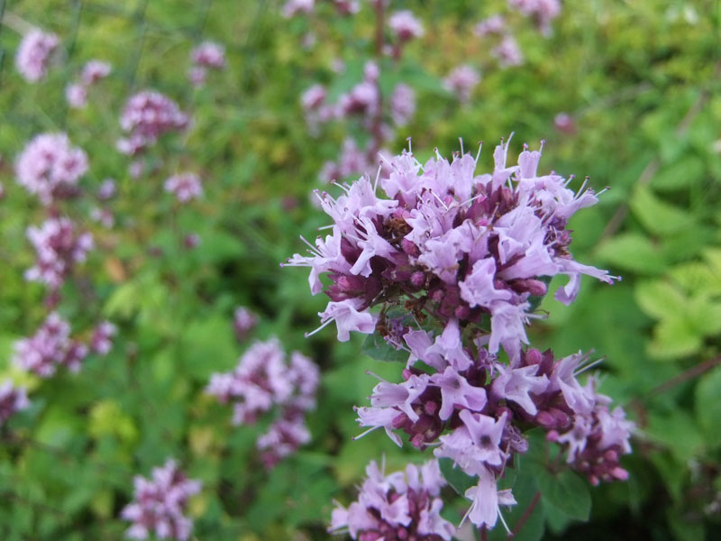 Bergmynte (Vill oregano)