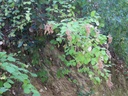 Asalspirea