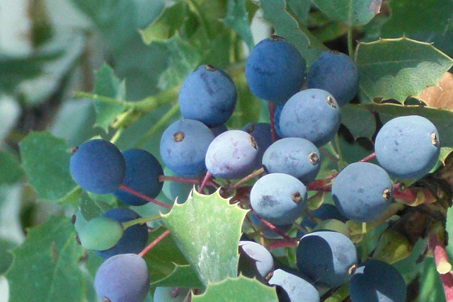 Krypmahonia