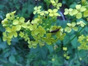 Russekål