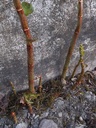 Parkslirekne, Japanslirekne