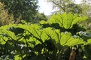 Nalca, Pangue