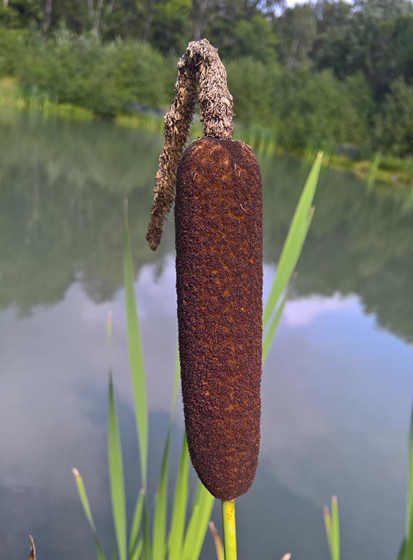 Bred dunkjevle