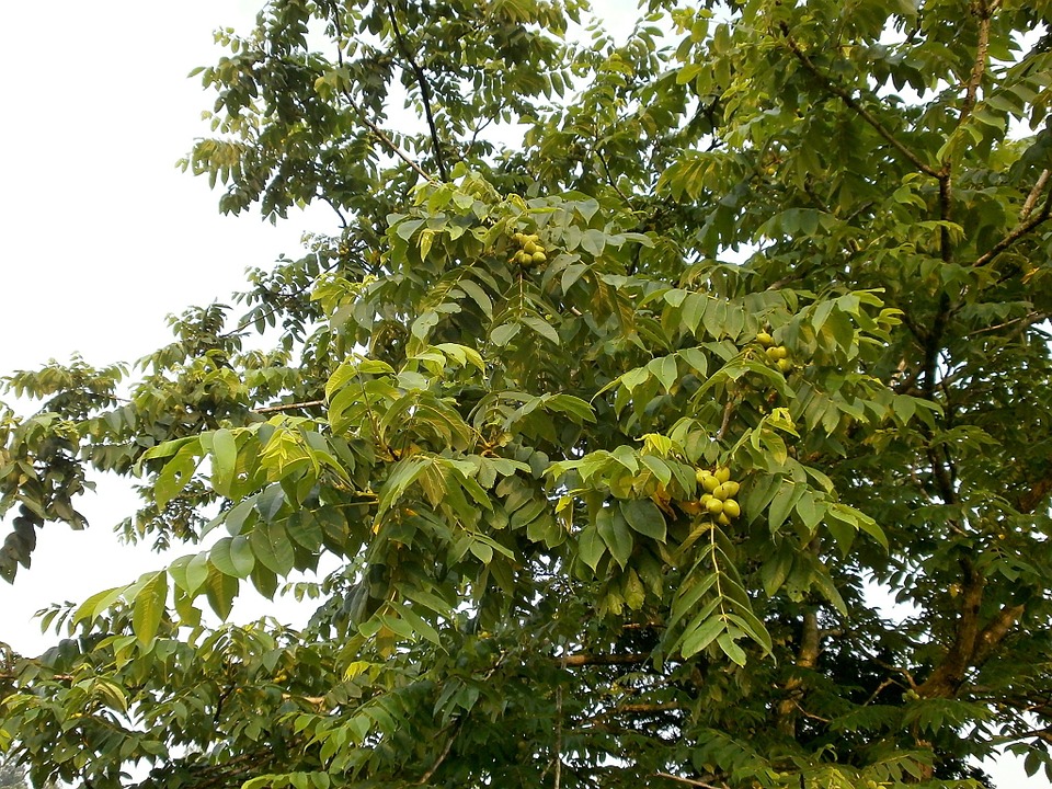 Hjertenøtt