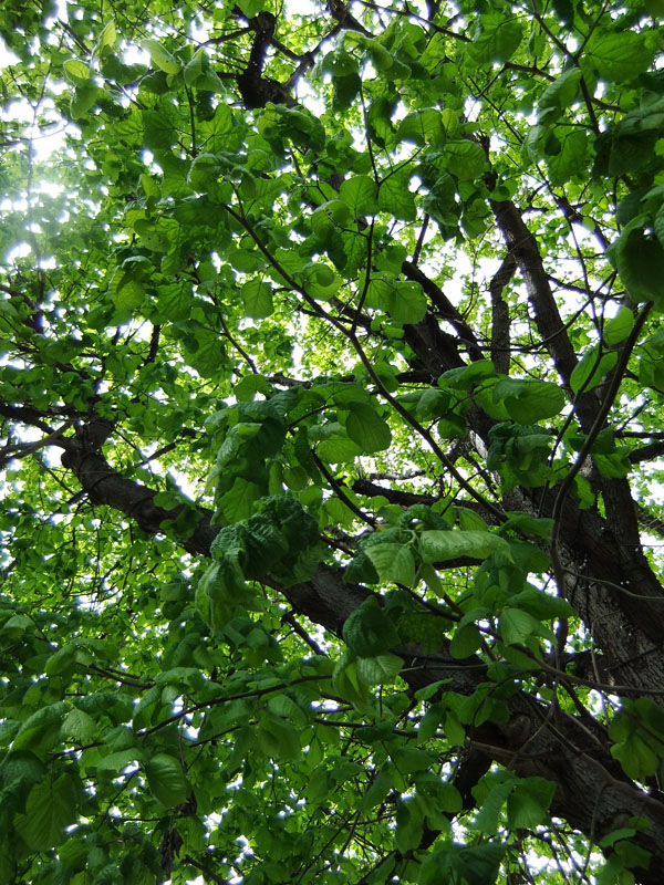 Lind, Småbladlind