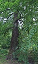 Storlind