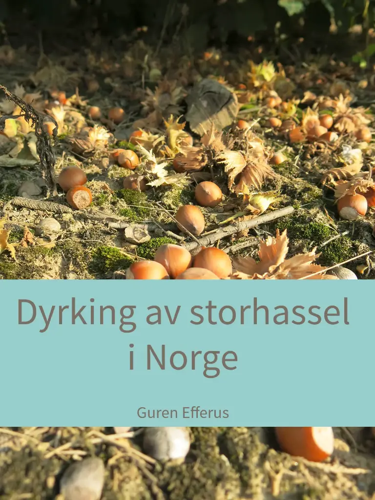 Dyrking av storhassel i Norge