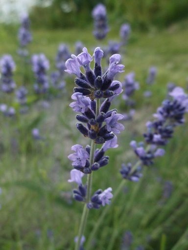 Lavendel