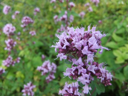 Bergmynte (Vill oregano)