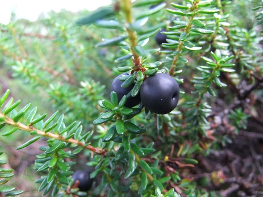 Krekling (Krøkebær)