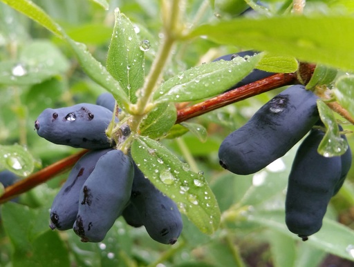 Blåleddved, Honningbær