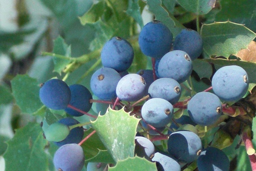 Krypmahonia