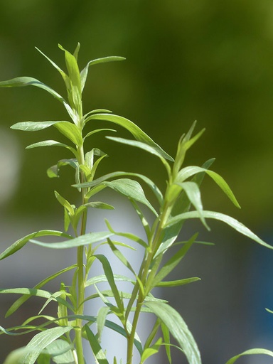 Fransk estragon
