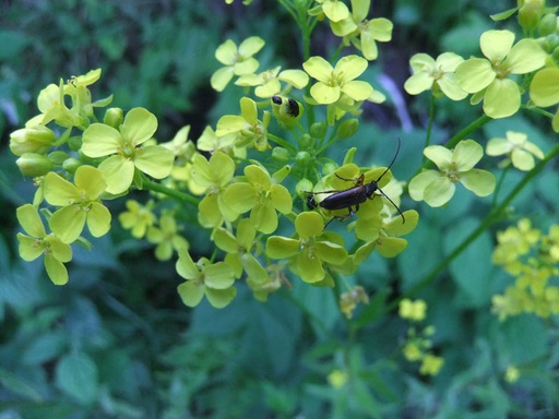 Russekål