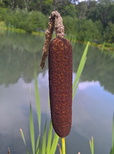 Bred dunkjevle
