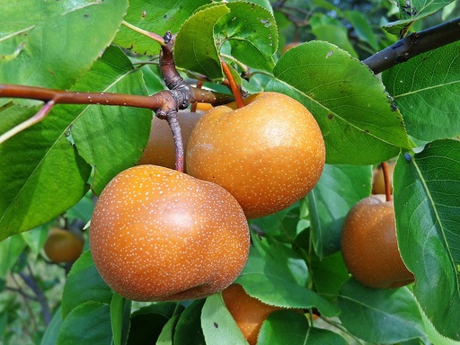 Sandpære