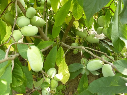 Pawpaw/Amerikansk Papaya
